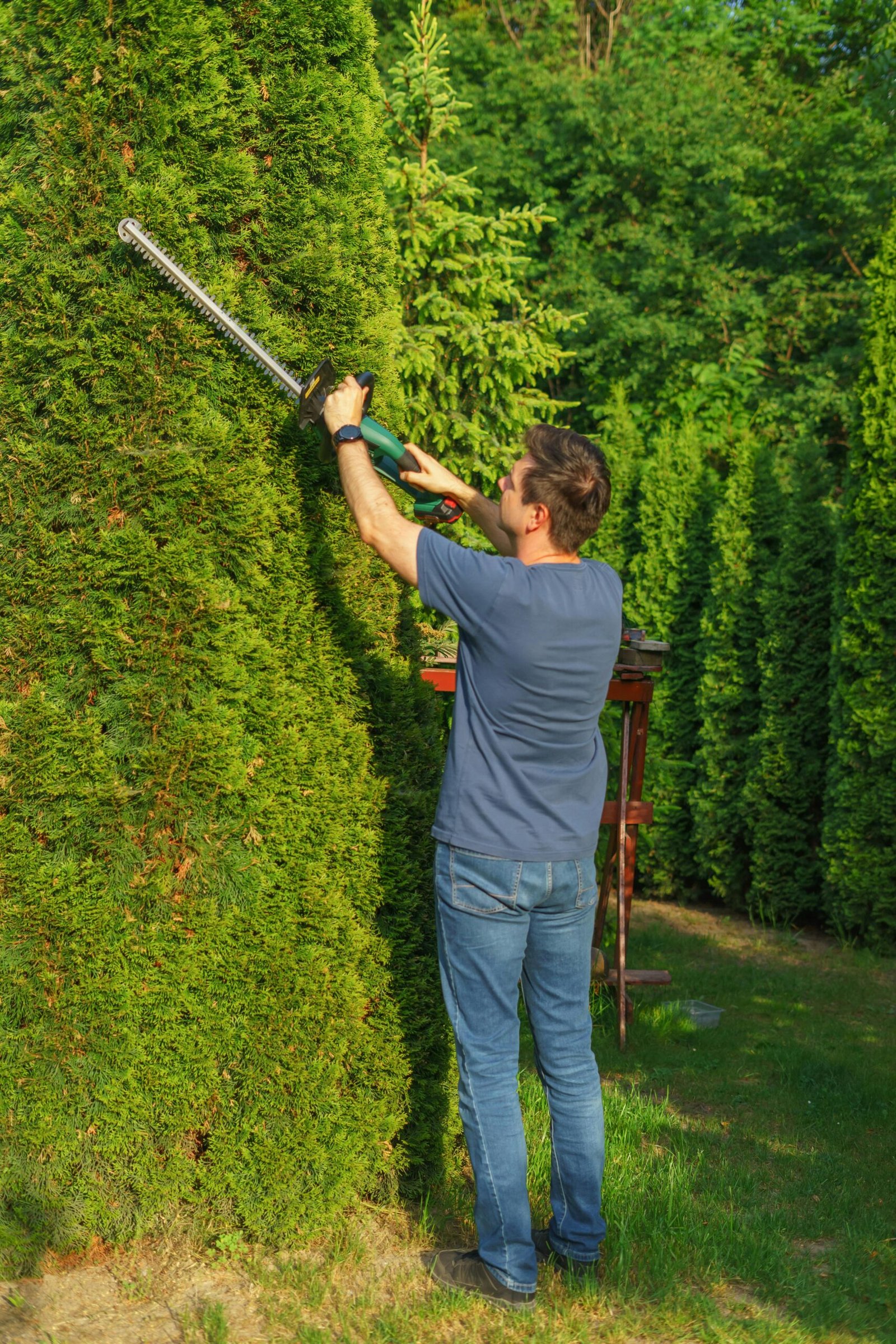 A man expertly trims tall hedges with an electric trimmer in a lush, green garden.